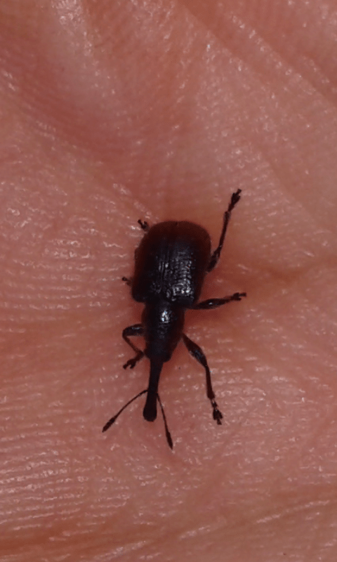 Rhynchites bacchus (Rhynchitidae)? S